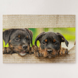 Cute Rottweiler Puppies Dog Animal Natuur Legpuzzel