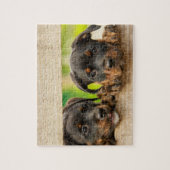 Cute Rottweiler Puppies Dog Animal Natuur Legpuzzel (Verticaal)