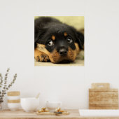 Cute rottweiler puppy poster (Keuken)