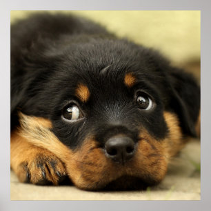 Cute rottweiler puppy poster
