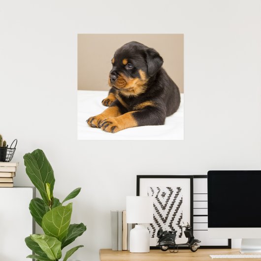 Cute rottweiler puppy poster (Thuiskantoor)