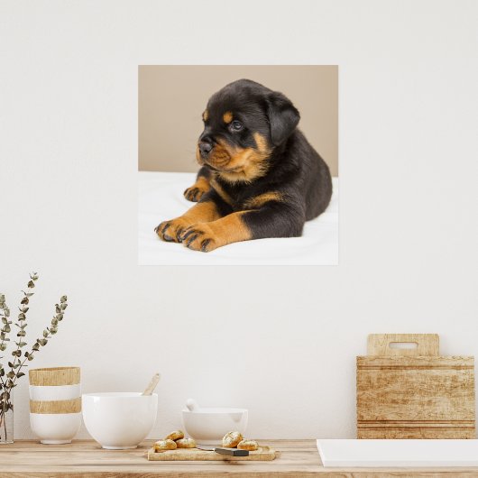 Cute rottweiler puppy poster (Keuken)