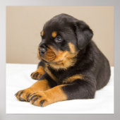 Cute rottweiler puppy poster (Voorkant)
