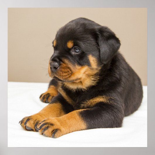 Cute rottweiler puppy poster (Voorkant)
