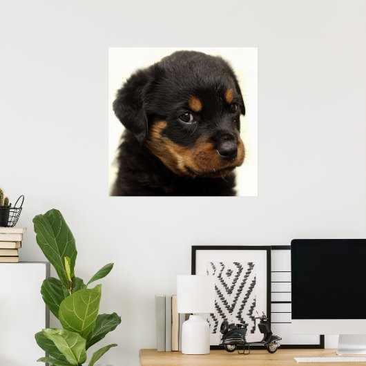 Cute rottweiler puppy poster (Thuiskantoor)