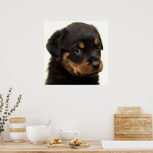 Cute rottweiler puppy poster (Keuken)