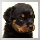 Cute rottweiler puppy poster (Voorkant)