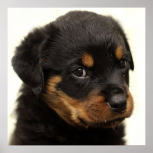 Cute rottweiler puppy poster