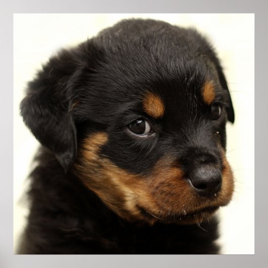 Cute rottweiler puppy poster (Voorkant)