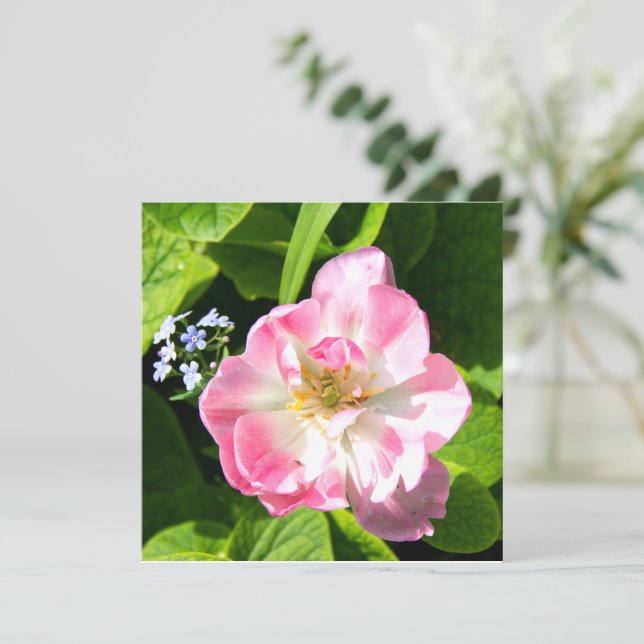 Cute roze tulp (Staand voorkant)
