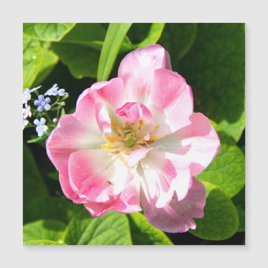 Cute roze tulp (Voorkant)