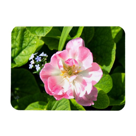 Cute roze tulp magneet (Horizontaal)