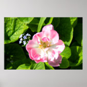 Cute roze tulp poster (Voorkant)