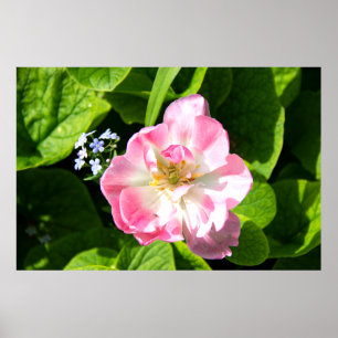Cute roze tulp poster