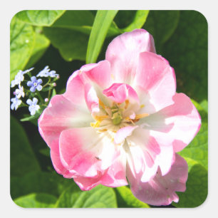 Cute roze tulp vierkante sticker