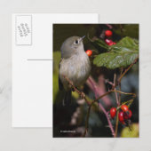 Cute Ruby-Crowned Kinglet Songbird on Struik Briefkaart (Voorkant / Achterkant)