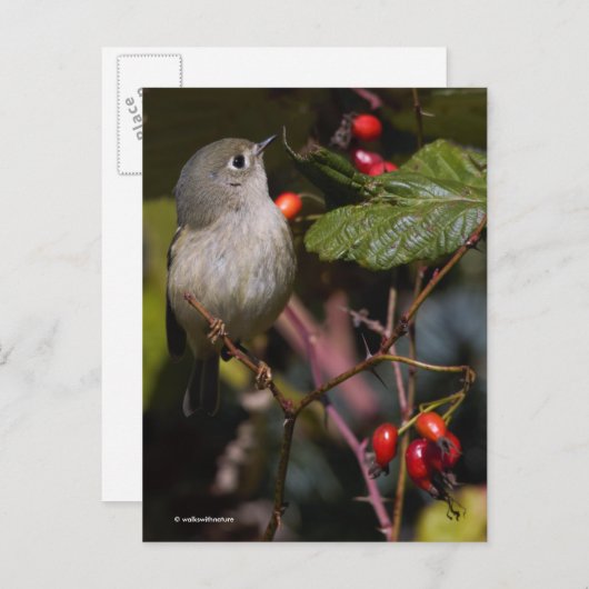 Cute Ruby-Crowned Kinglet Songbird on Struik Briefkaart (Voorkant / Achterkant)