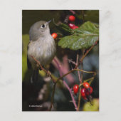 Cute Ruby-Crowned Kinglet Songbird on Struik Briefkaart (Voorkant)