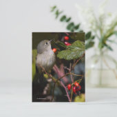 Cute Ruby-Crowned Kinglet Songbird on Struik Briefkaart (Staand voorkant)