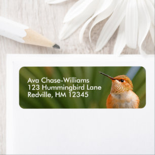 Cute Rufous Hummingbird at Rest Etiket