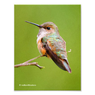Cute Rufous Hummingbird on California Lila Foto Afdruk