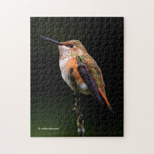 Cute Rufous Hummingbird on Fruit Tree Legpuzzel