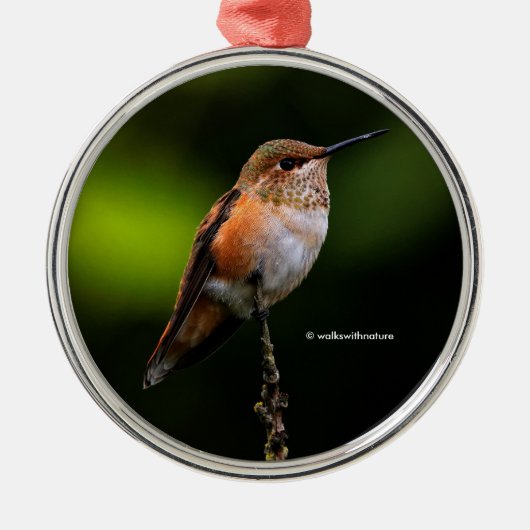 Cute Rufous Hummingbird on Fruit Tree Metalen Ornament (Voorkant)