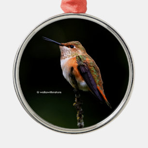 Cute Rufous Hummingbird on Fruit Tree Metalen Ornament