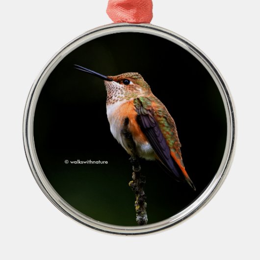 Cute Rufous Hummingbird on Fruit Tree Metalen Ornament (Voorkant)