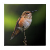 Cute Rufous Hummingbird on Fruit Tree Tegeltje (Voorkant)
