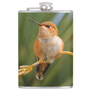Cute Rufous Hummingbird Perst op Vloer Heupfles