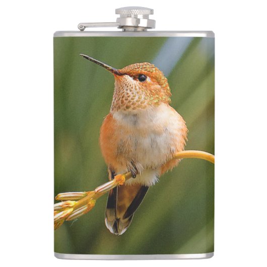 Cute Rufous Hummingbird Perst op Vloer Heupfles (Voorkant)