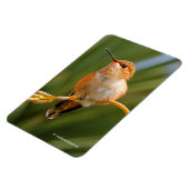 Cute Rufous Hummingbird Perst op Vloer Magneet (Linkerzijde)