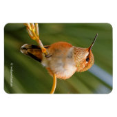 Cute Rufous Hummingbird Perst op Vloer Magneet (Horizontaal)