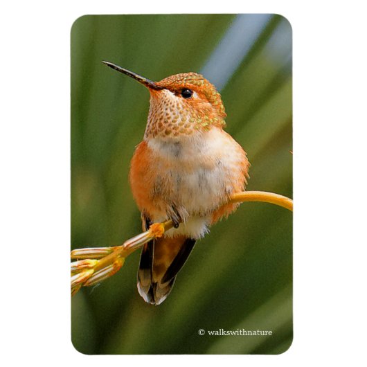 Cute Rufous Hummingbird Perst op Vloer Magneet (Verticaal)