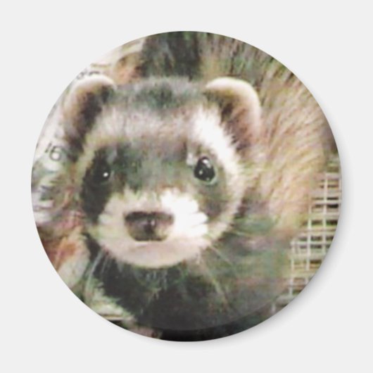 Cute Sable Ferret Magneet (Voorkant)
