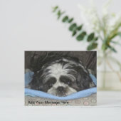 Cute Sad Eyed Shih Tzu Puppy Briefkaart (Staand voorkant)