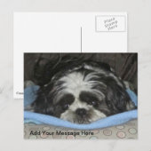 Cute Sad Eyed Shih Tzu Puppy Briefkaart (Voorkant / Achterkant)