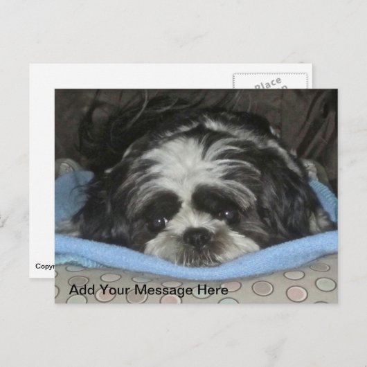 Cute Sad Eyed Shih Tzu Puppy Briefkaart (Voorkant / Achterkant)