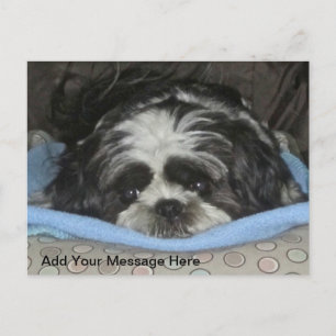Cute Sad Eyed Shih Tzu Puppy Briefkaart