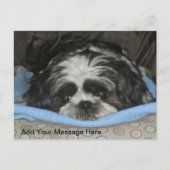 Cute Sad Eyed Shih Tzu Puppy Briefkaart (Voorkant)
