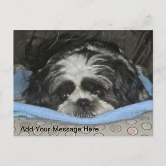 Cute Sad Eyed Shih Tzu Puppy Briefkaart (Voorkant)