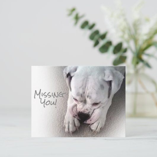 Cute, Sad White Boxer Briefkaart (Staand voorkant)