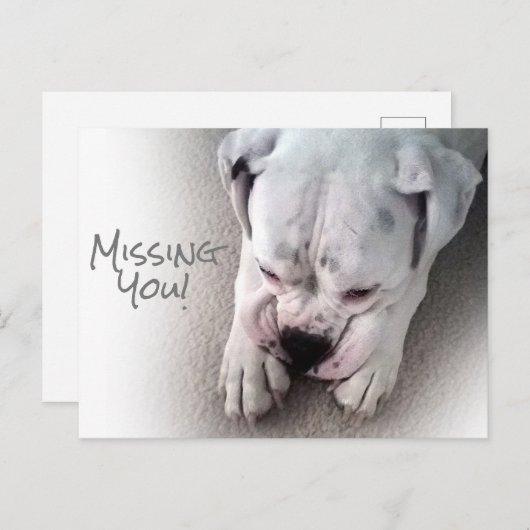 Cute, Sad White Boxer Briefkaart (Voorkant / Achterkant)