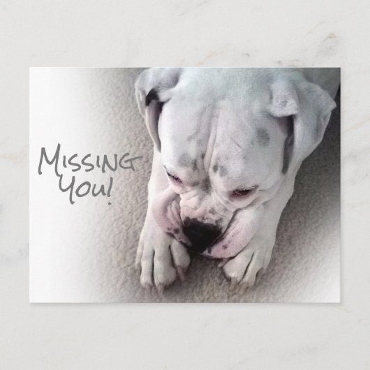 Cute, Sad White Boxer Briefkaart (Voorkant)