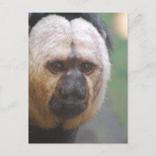 Cute Saki Monkey Briefkaart