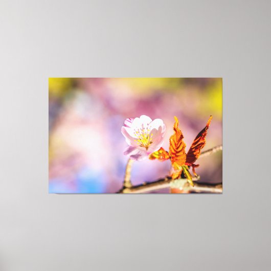 Cute Sakura Flower Canvas Afdruk (Voorkant)