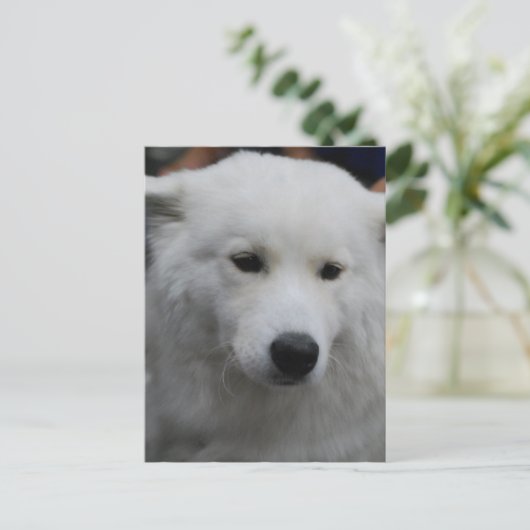 Cute Samoyed Briefkaart (Staand voorkant)