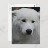 Cute Samoyed Briefkaart (Voorkant / Achterkant)
