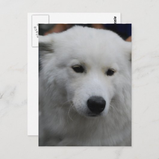 Cute Samoyed Briefkaart (Voorkant / Achterkant)